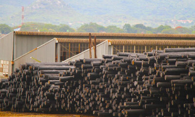 Allied Timbers loses 958 ha timber in 2023