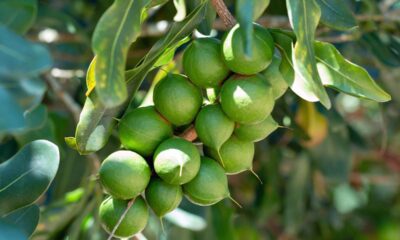 Why Macadamia Value Addition Could Redefine Zimbabwe’s Horticulture Exports - the Business Diary