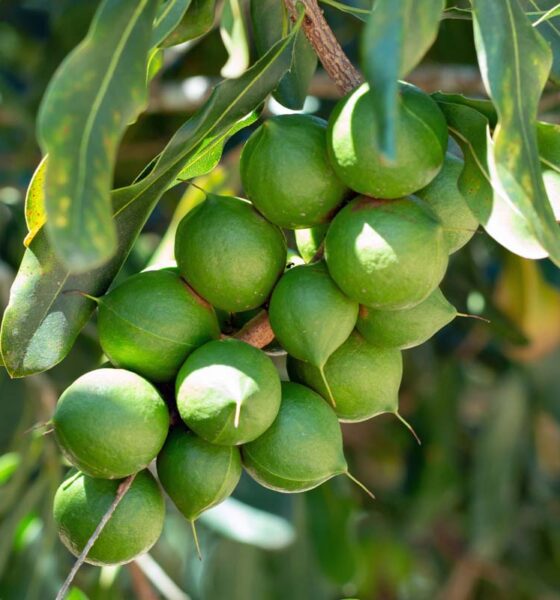 Why Macadamia Value Addition Could Redefine Zimbabwe’s Horticulture Exports - the Business Diary
