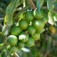 Why Macadamia Value Addition Could Redefine Zimbabwe’s Horticulture Exports - the Business Diary