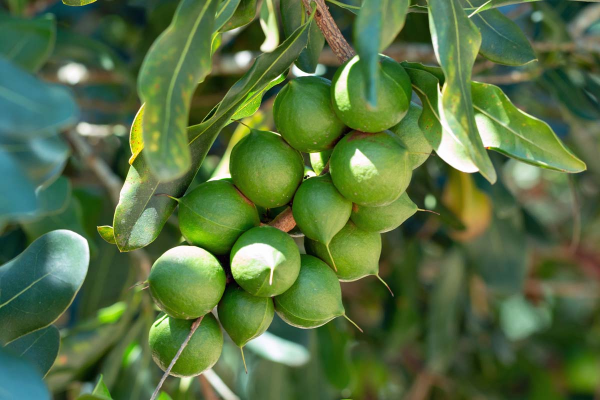 Why Macadamia Value Addition Could Redefine Zimbabwe’s Horticulture Exports - the Business Diary